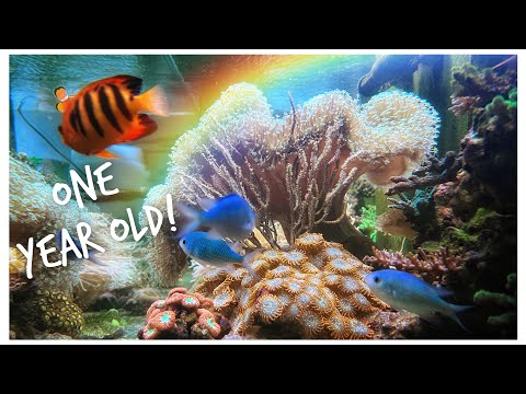 Huge 1 Year Update! | Red Sea Reefer 3XL 900 | 240 gallon Mixed Reef Tank August 2022 Update