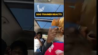 ⚠️ DOG TRAINER REACTS ⚠️ - Aggressive Yorkshire Terrier #dog #dogreaction #reaction