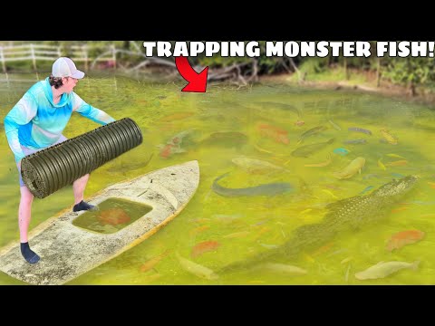 Trapping MONSTER Aquarium Fish in ABANDONED POND!