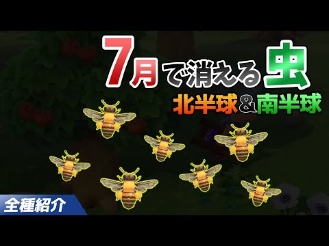 【あつ森】7月で消える虫を全て紹介！出現時間や条件・売るときの値段についても徹底解説！ミツバチを効率よく捕る方法【あつまれどうぶつの森　7月の虫図鑑コンプリート】