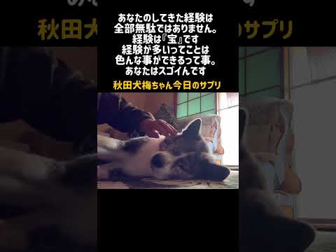 【11/20】今日のサプリ　#秋田犬 #癒し