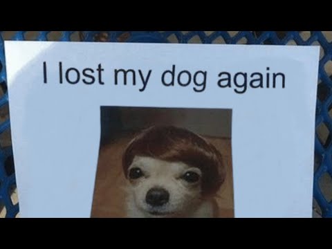 I lost my dog again