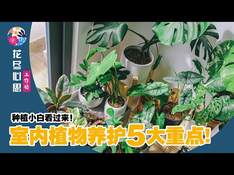 【Baba花尽心思】室内植物爆盆全凭这5大重点 | 室内植物种植就是这么小意思！让你轻轻松松成为绿手指 | 室内植物种植