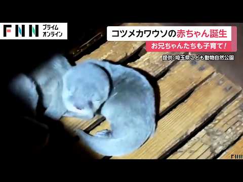 コツメカワウソの赤ちゃん4頭が誕生！巣箱の見張り役は今春生まれた3頭の兄たち　一般公開日程は未定　埼玉県こども動物自然公園