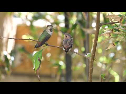 Flora Feeding Bumble after his Fledging 04/18/2022 (unedited footage)