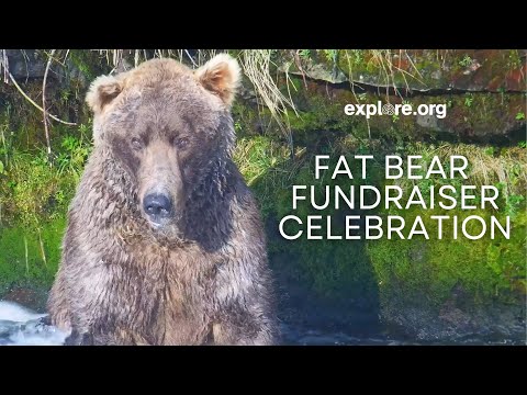 Fat Bear Fundraiser Celebration | Brooks Live Chat