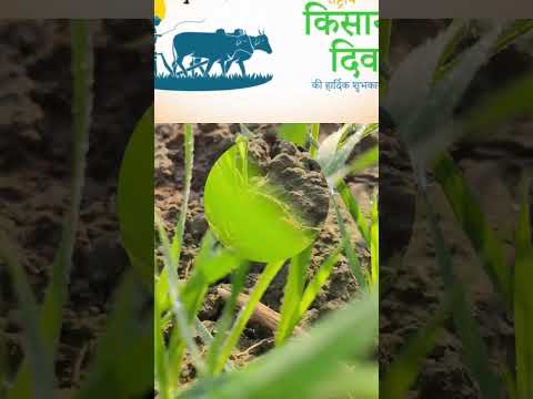 असली खेती बाड़ी #agriculture #खेती #खेत में नोट ही नोट #वायरल वीडियो #ट्रेंडिंग #Tej kisan #