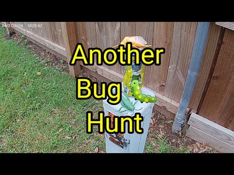 (1438) Another Bug 🐝🦗 Hunt🎯