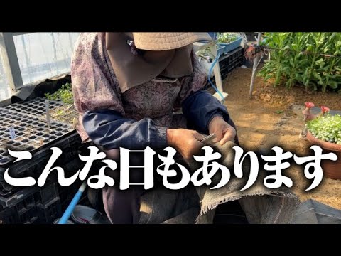 【チマチマチマチマ作業します】冬の寒い日のひろちゃん【エンドウ】【ゴテチア】