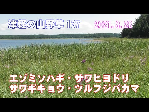 津軽の山野草137(ｴｿﾞﾐｿﾊｷﾞ・ｻﾜﾋﾖﾄﾞﾘ・ｻﾜｷﾞｷｮｳ・ﾂﾙﾌｼﾞﾊﾞｶﾏ)