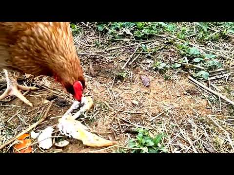 鶏が骨付き手羽先を上げたら....