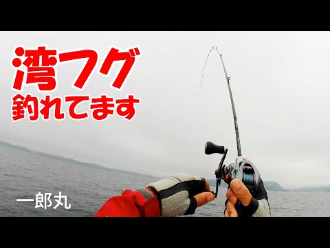 湾フグ好調！ はじめての湾フグ釣り  アタリ多すぎwwwww　東京湾 一郎丸で初挑戦 10月10日