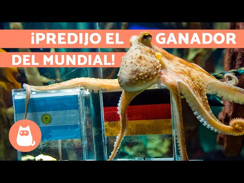 La HISTORIA del PULPO que PREDECÍA el FUTURO 🐙 (Paul)