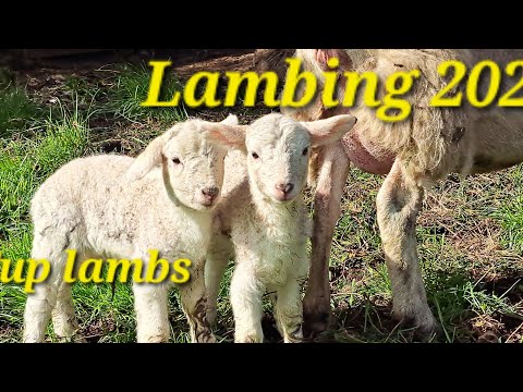 Lambing Shed 2024 all Baby Tups