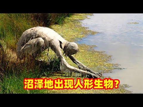 3个沼泽地里最奇怪的发现，这个人形生物是什么？