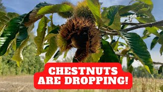 Chestnuts Are Dropping | First Nut Harvest | Deer Love Them