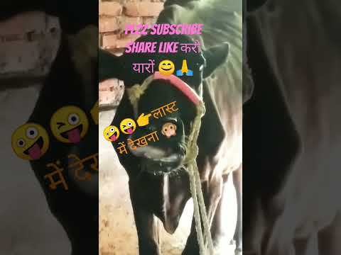 #funny #comedy #animals #animal #ytshorts #behenkonaman #rjkisnaa #therealfununlimited #funnymonkey