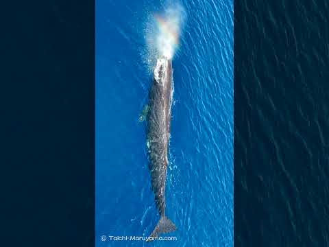 🌈マッコウクジラが作る虹🐳