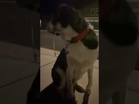 Insane Dog Slobber🤣The Longest Dog Slobber I’ve Seen我家狗的口水 什么叫垂涎三尺🤣