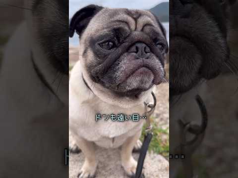 ある朝ドンと海まで散歩💁🏻‍♂️ #パグ #pug #パグのいる家