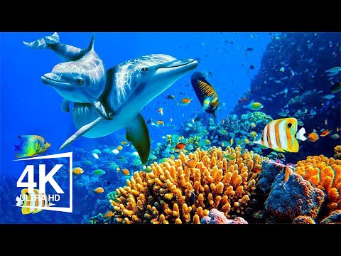 Aquarium 4K VIDEO (ULTRA HD)🐠 Beautiful Relaxing Coral Reef Fish - calm melodies for the nerves #24