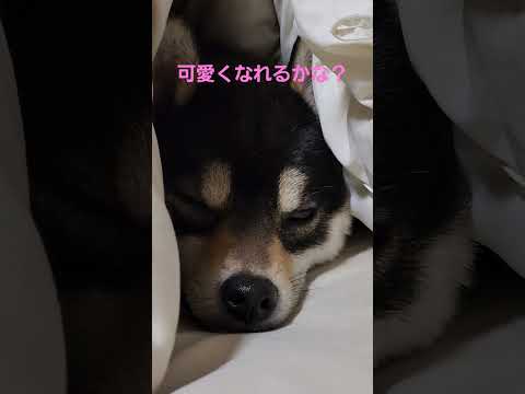 ❤️素顔❤️#保護犬 #多頭飼育崩壊 #保護犬を家族に #柴犬のいる暮らし #柴犬