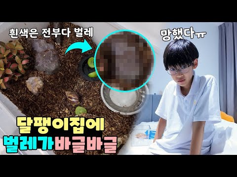 달팽이랑 벌레를 같이 키우고 있었나봐요ㅠ 가족 일상 브이로그 vlogㅣ토깽이네