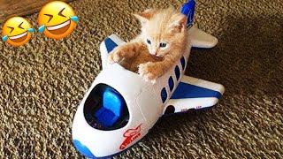 You Need a Cat for Daily Laughs 😂 Funny Animal Videos 2024 😂