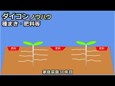 【保存版：ダイコンの種まきと肥料等のノウハウ】 家庭菜園30年目 無農薬