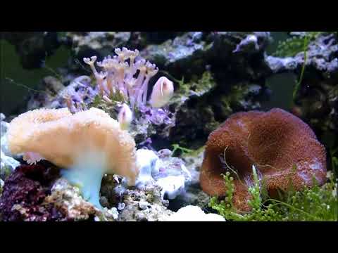 花環珊瑚，橘公子小丑和咖啡小丑Toadstool Leather Coral，Ocellaris Clownfish and Pink Skunk Clownfish