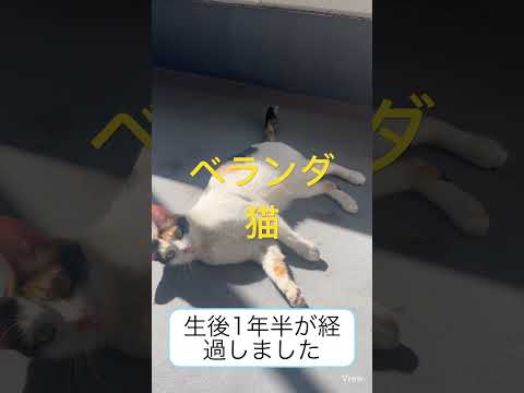 ベランダ猫