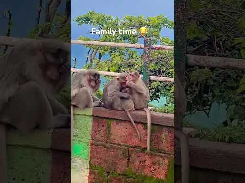 Monkey family 😊 #monkey #monkeymasti #monkeyfamily #monkeyfun #mahabaleshwar #raining #viralshorts