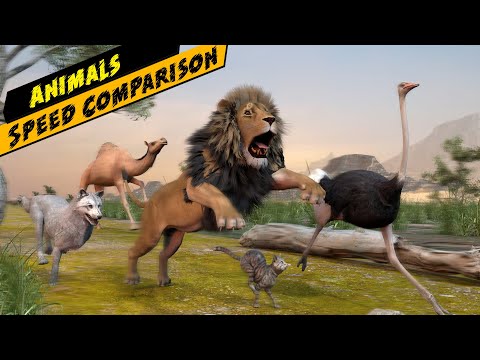 Most fastest animal on land | Animal speed comparison | animal race