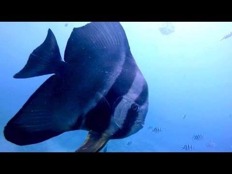 Freediving - Play with longfin batfishes! - Okinawa, Cape Maeda, May 2015