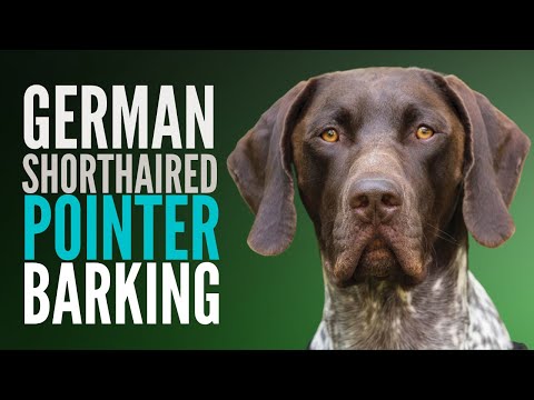 German Shorthaired Pointer (GSP) Dog Barking Sound Effects. Pointer Makes The Loudest Barking Noise