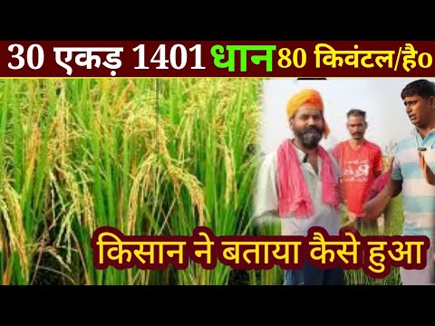 dhan ki top fasal kaise karen //धान की टॉप फ़सल कैसे लें// how to grow top crop of paddy // paddy