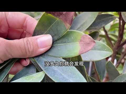 茶花斑点焦尖，剪掉就可以了吗？