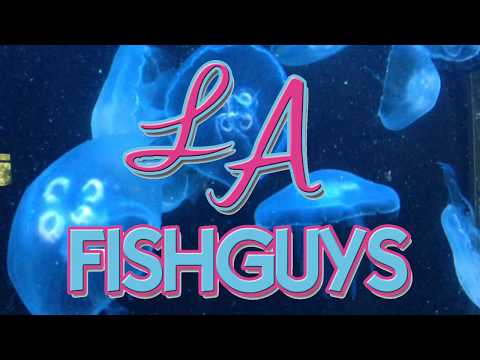 Coral Frag Tank, LA Fishguys, Episode 159, part 4 Automated Water Top Off