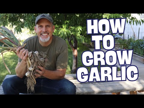 How To Grow Garlic - The Complete Guide for Beginners