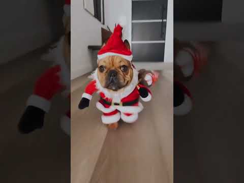 Cutest Santa