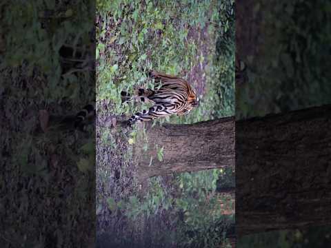 Kanha national park//kanha kisli national park