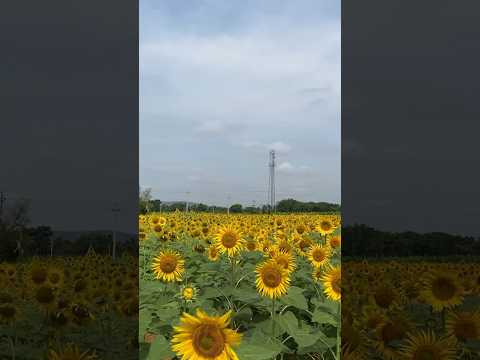 Sunflower field | #shorts #vlog #travel #farming #nature #tamil #dsp #plants #sunflower #car #drive