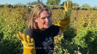 How to Prune Boysenberries