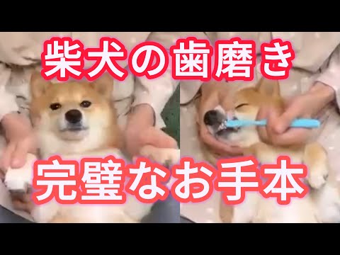 犬の歯磨きお手本！飼い主の優しい『声掛け』にも注目！