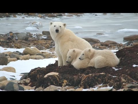 Polar Bear Tundra Buggy - Polar Bears International | 2024 Highlights