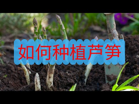 如何种植芦笋？为何你种不好芦笋，这里为您解答！科学种植，芦笋吃不完！