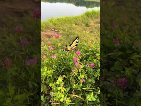 Been seeing butterflies everywhere these days🥹🦋🌿✨