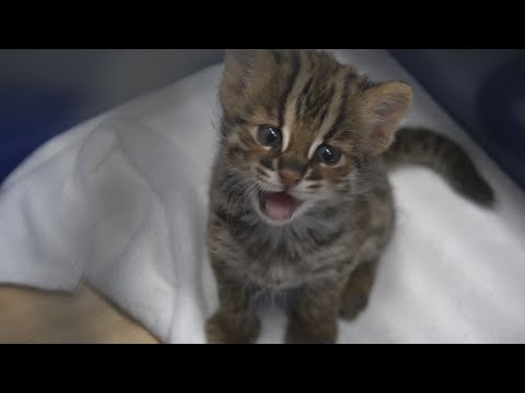 東山動植物園シリーズ　ツシマヤマネコ～赤ちゃん誕生～