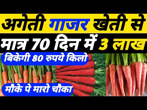 अगेती गाजर खेती से मात्र 70 दिन में 3 लाख कमाये|Gajar ki kheti|Gajar ki kheti kaise kare|Carrot farm