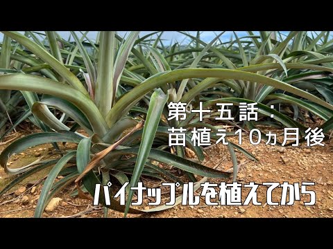 【第十五話：苗植え10ヶ月後】〜パイナップルを植えてから〜